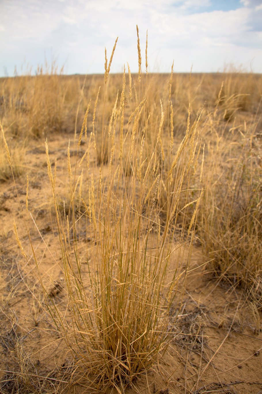 Agropyron pectinatum