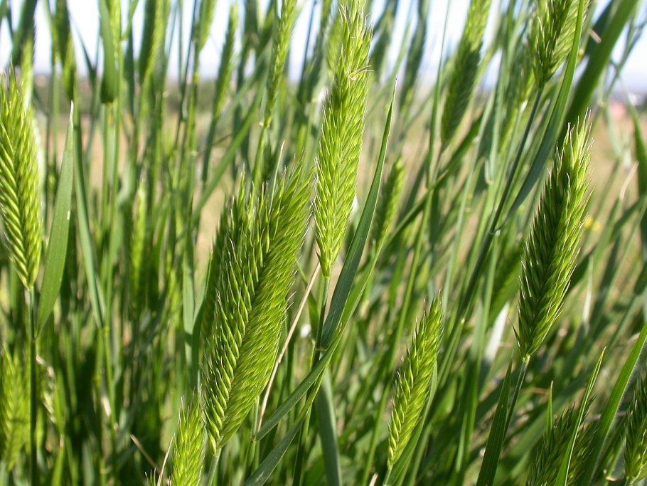 Agropyron cristatum