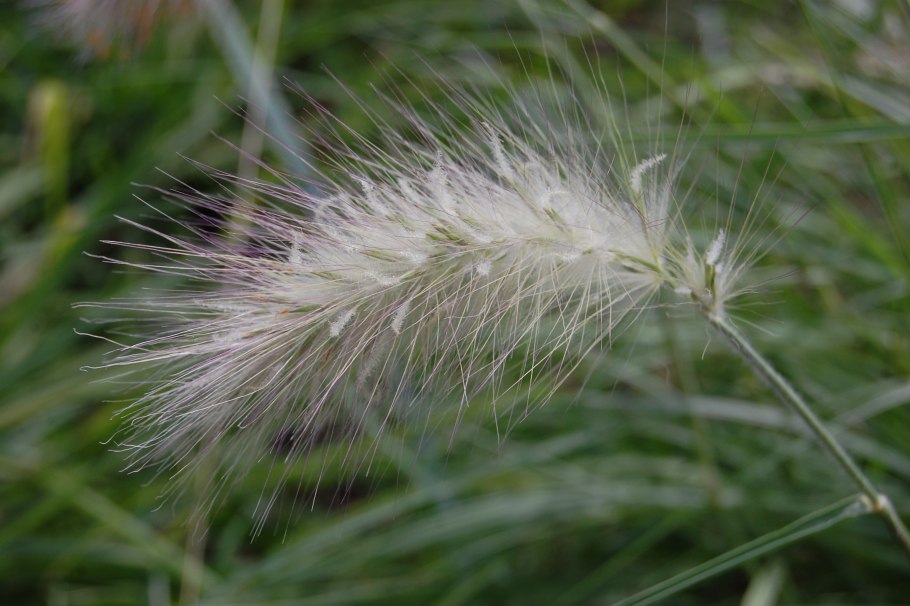 Остролодочник волосистый
