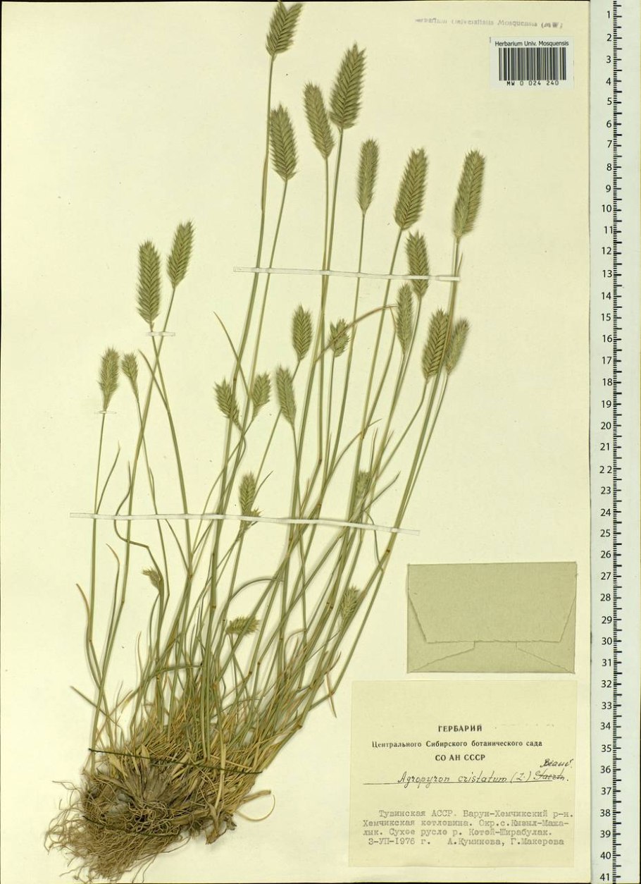 Житняк гребенчатый Тип кущения