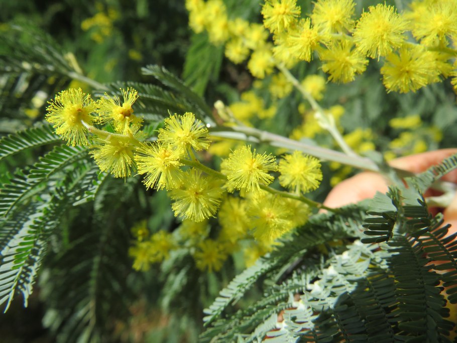 Акация белая Faidherbia albida Aurea