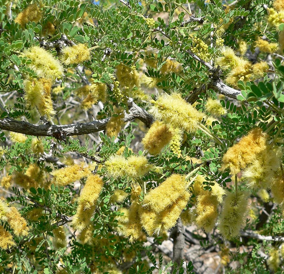 Acacia grandicornuta