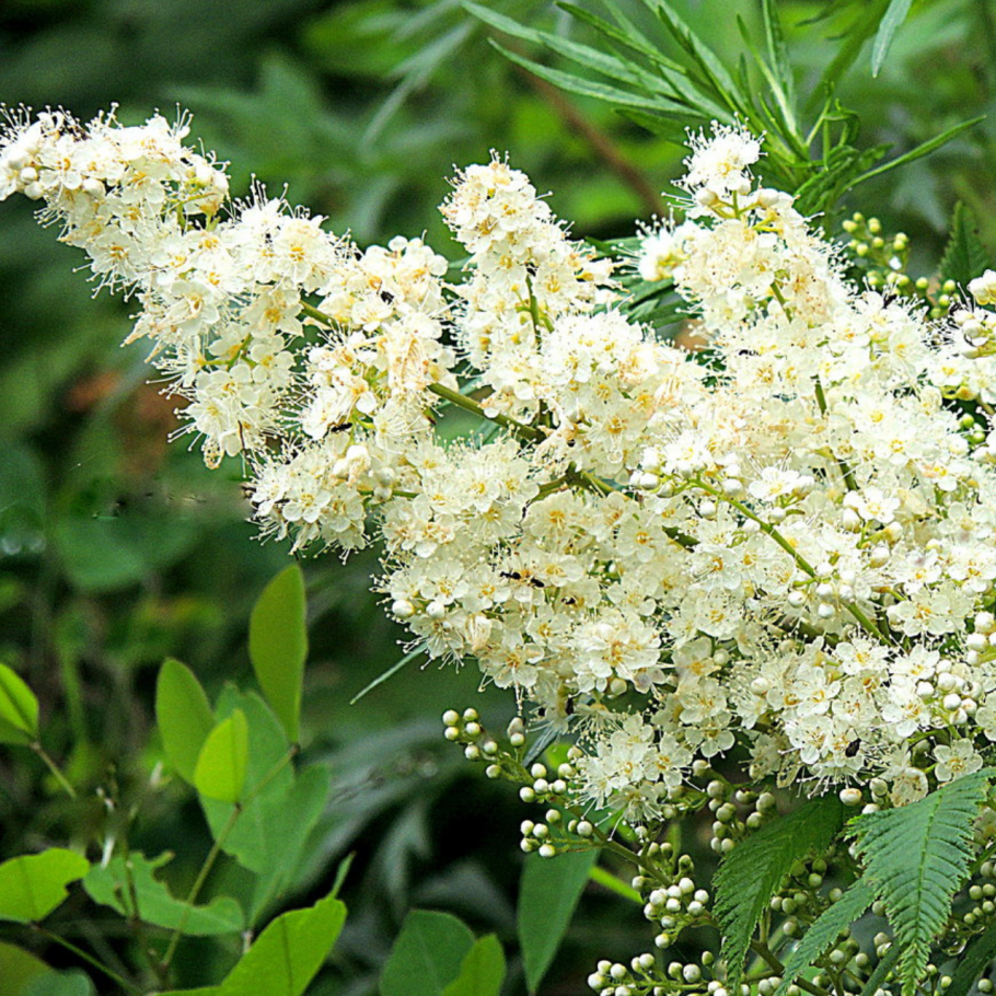 Рябинник рябинолистный