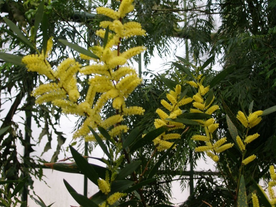 Acacia longifolia