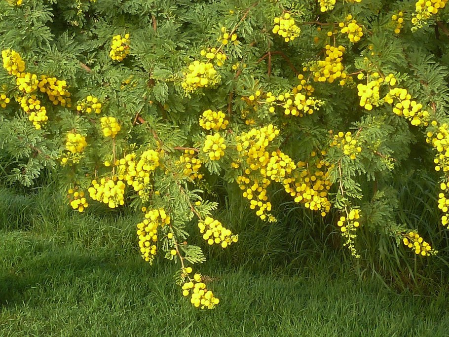 Acacia karroo