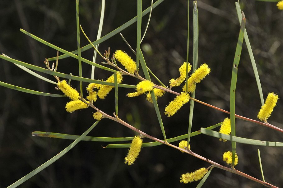 Акация густоцветковая австралия