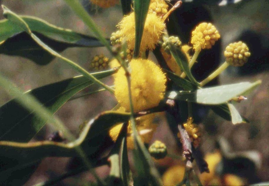 Acacia saligna