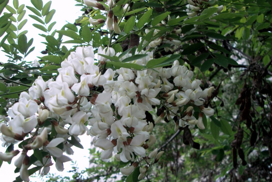 Genista tinctoria Royal Gold