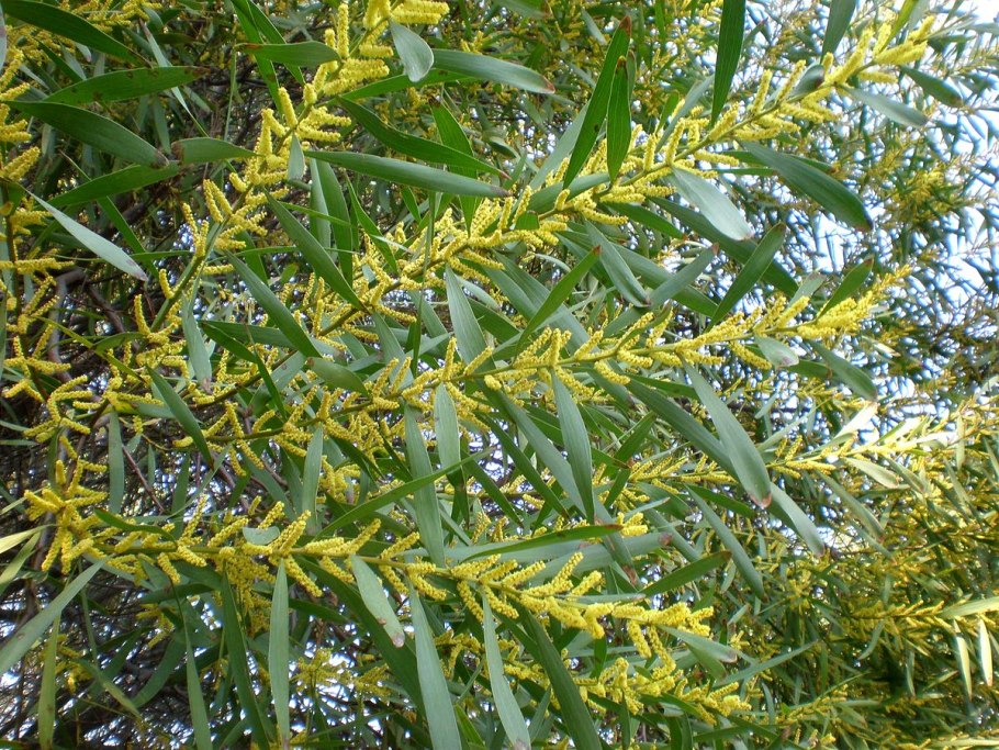 Acacia longifolia