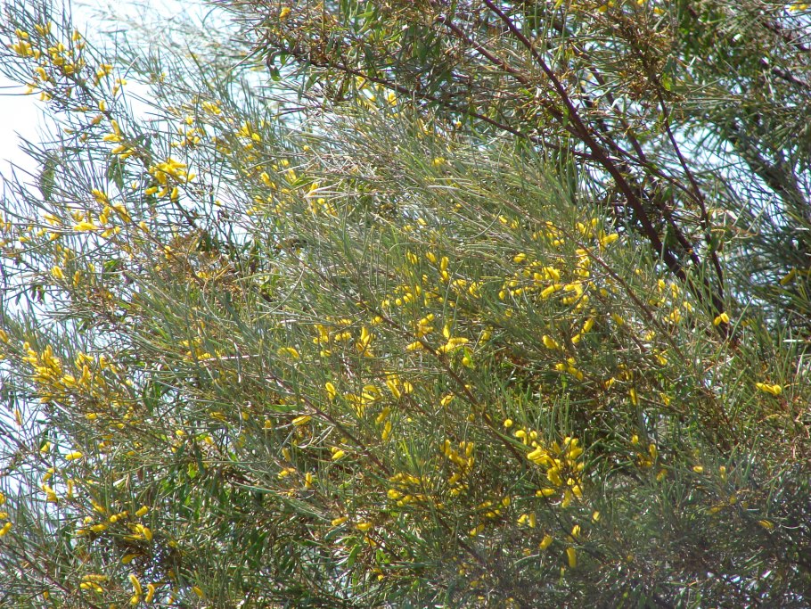 Акация безжилковая