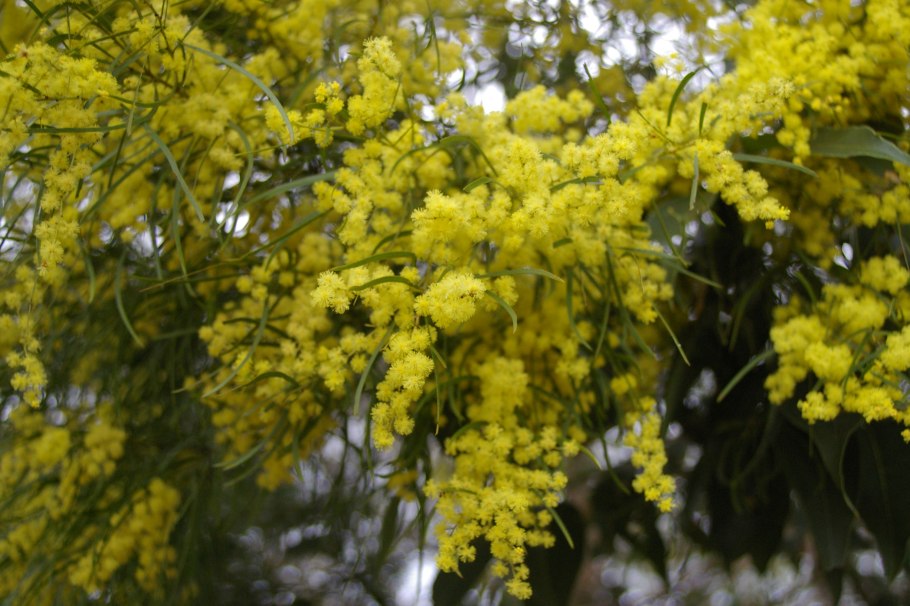 Акация бейли