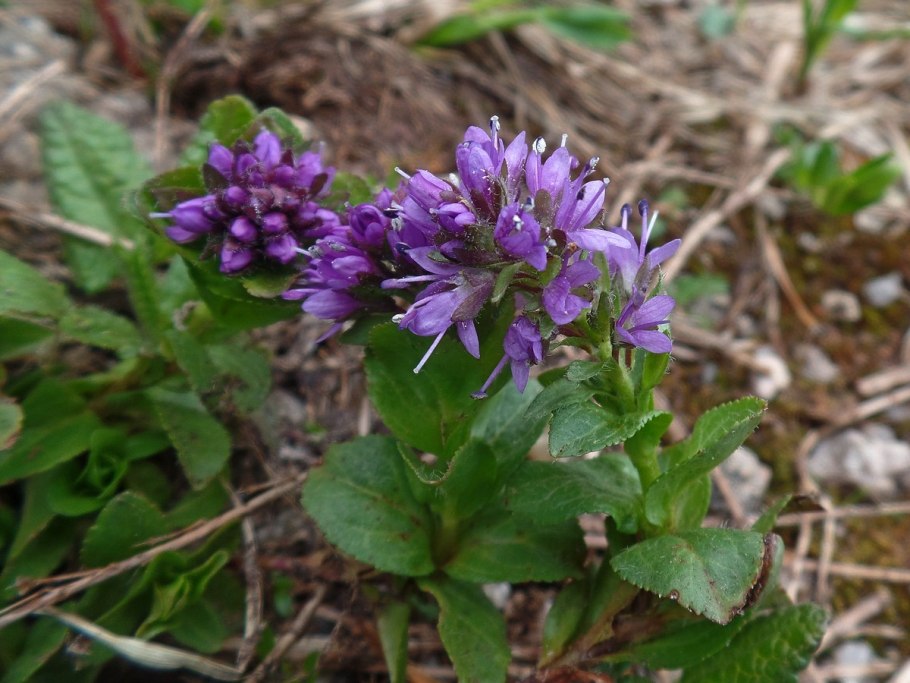 Вероника широколистная