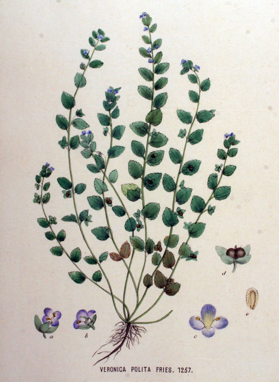 Вероника Альпийская