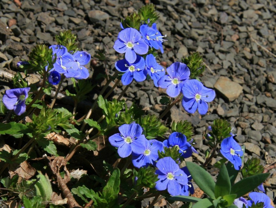 Вероника Пинк