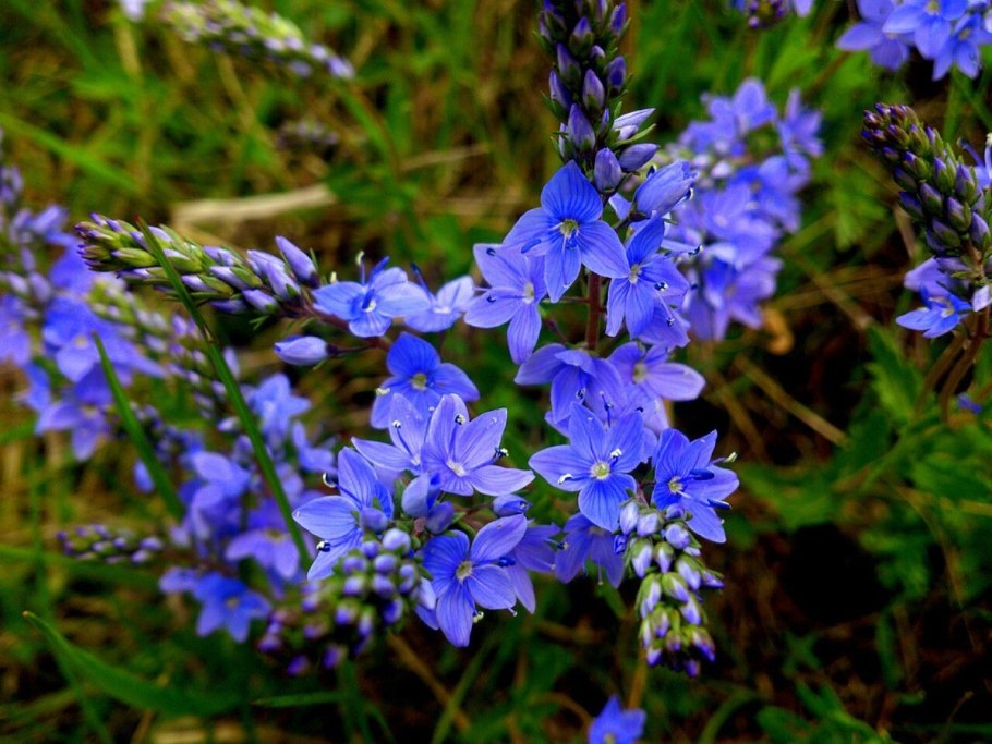 Вероника длиннолистная (Veronica longifolia)