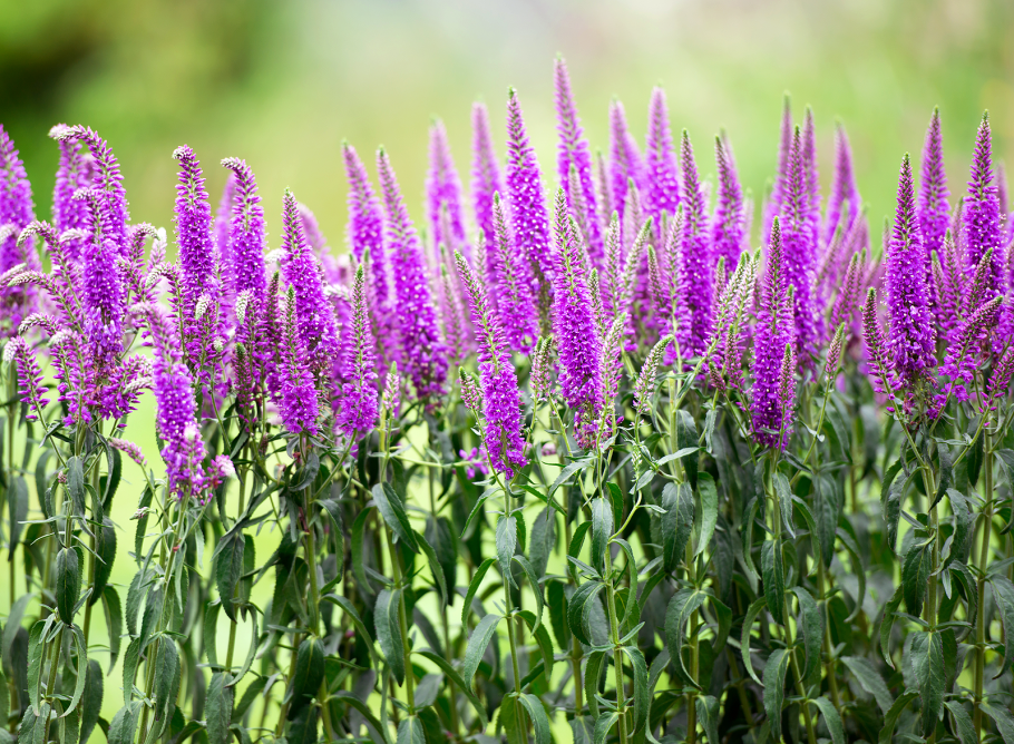 Вероника Мацкова