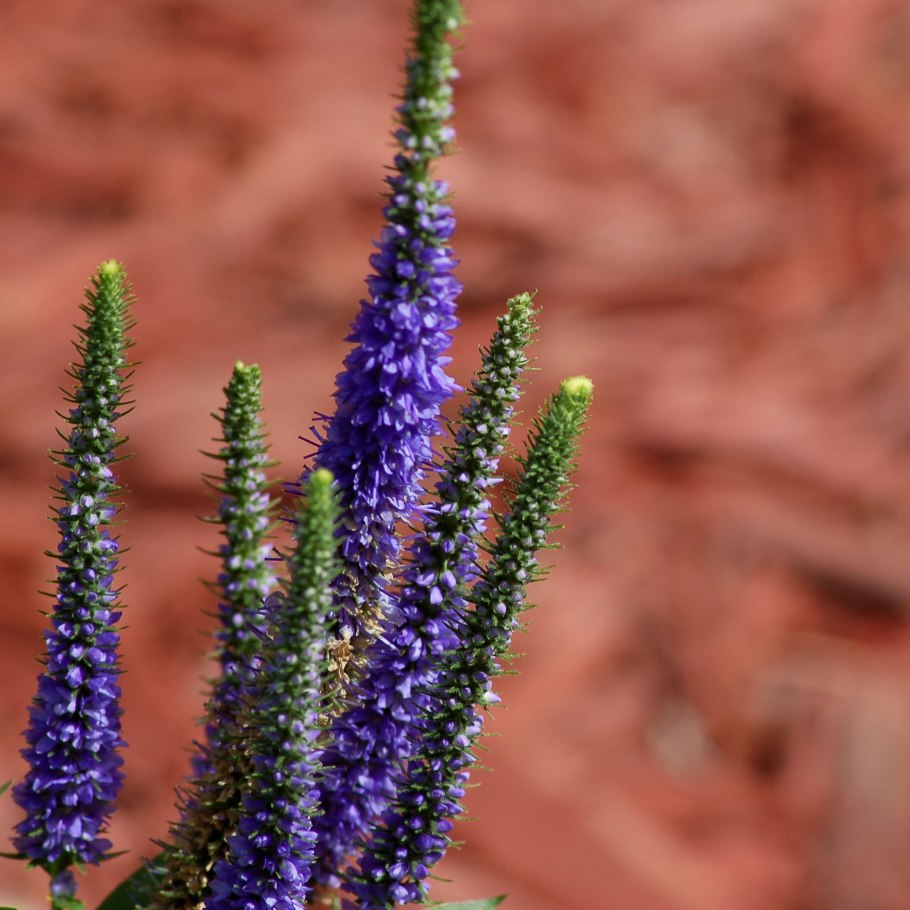 Вероника Верье