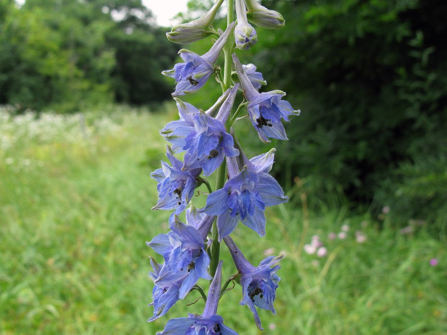 Delphinium schmalhausenii
