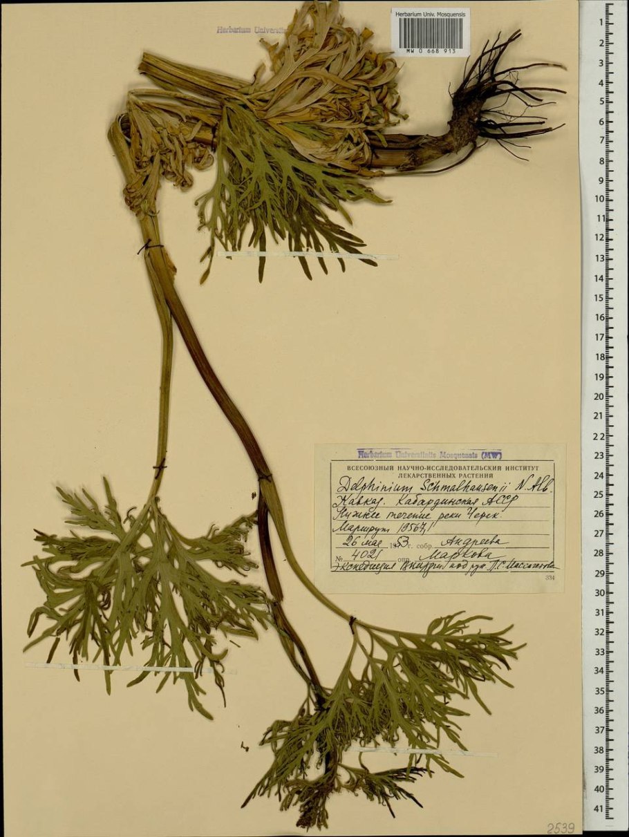 Diedropetala schmalhausenii