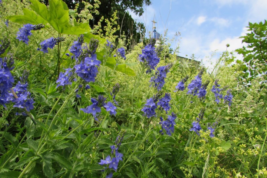 Живокост полевой