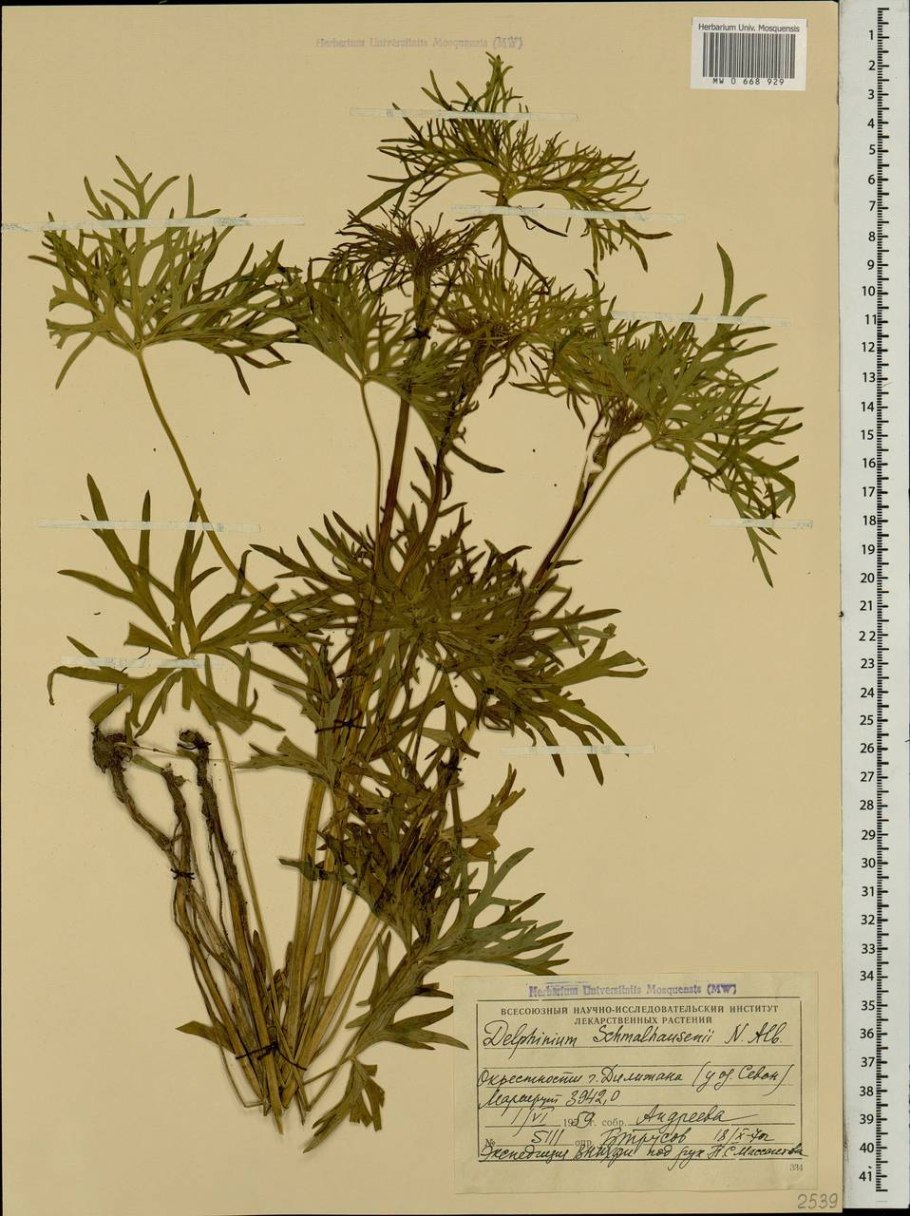 Pleurospermum uralense