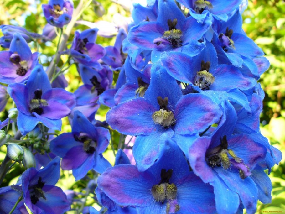 Дельфиниум гибридный петтикоут