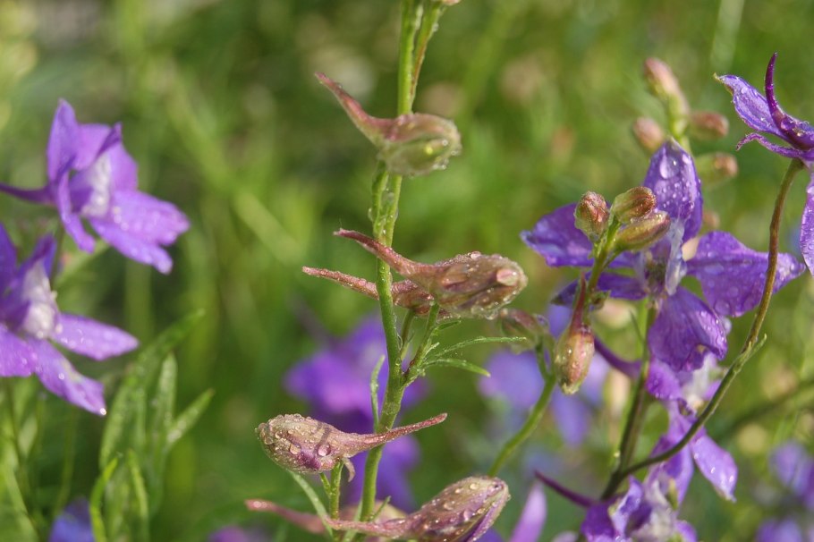 Консолида живокость полевая