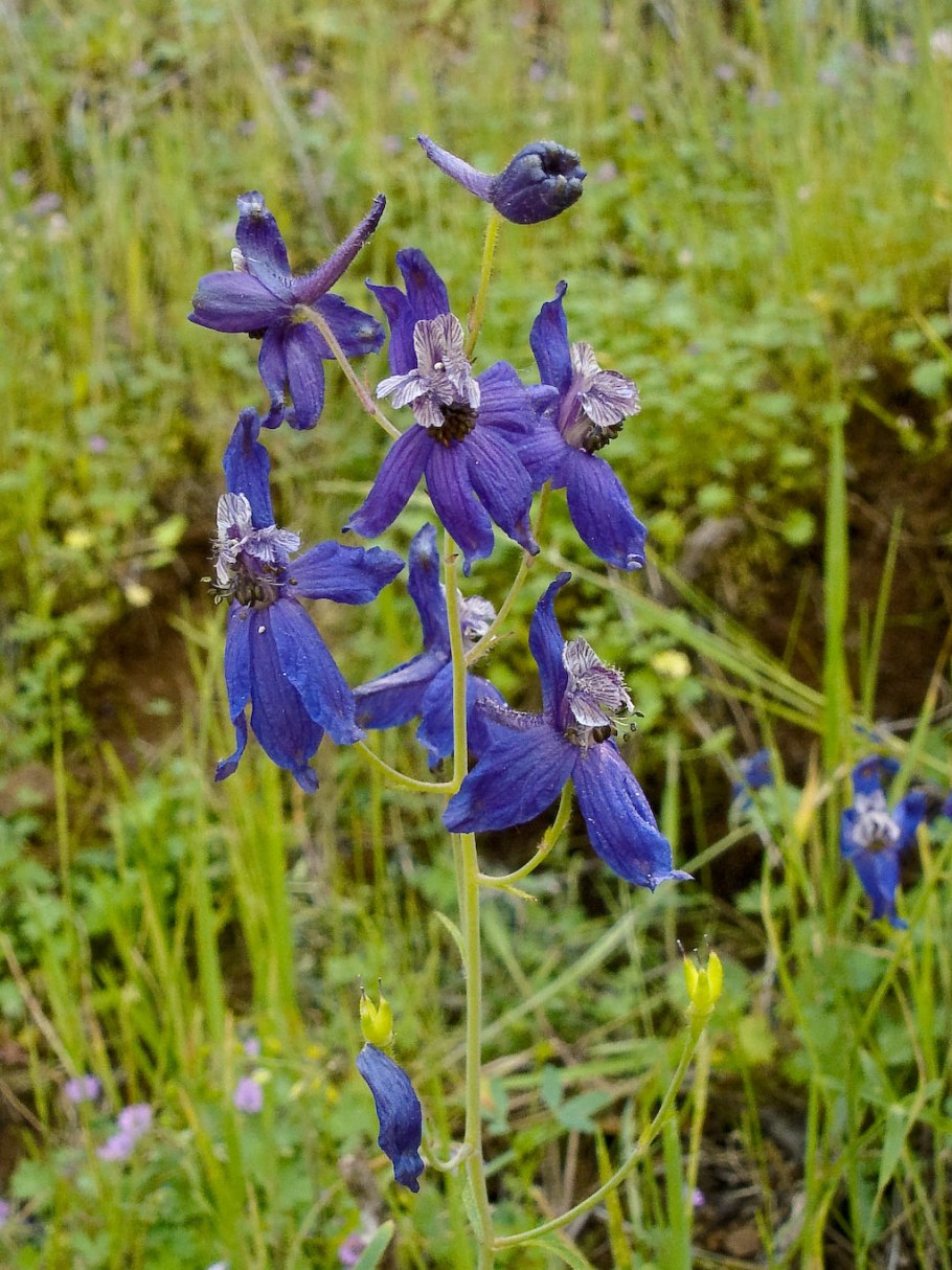 Delphinium staphisagria