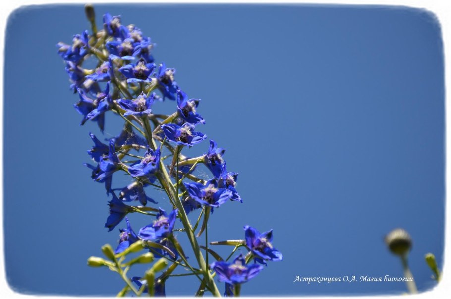 Живокость маака