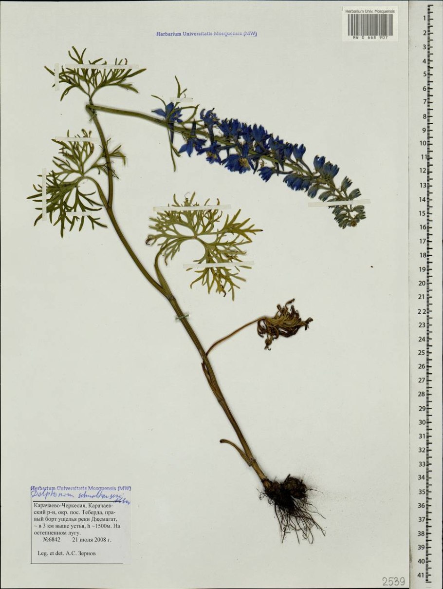 Delphinium schmalhausenii