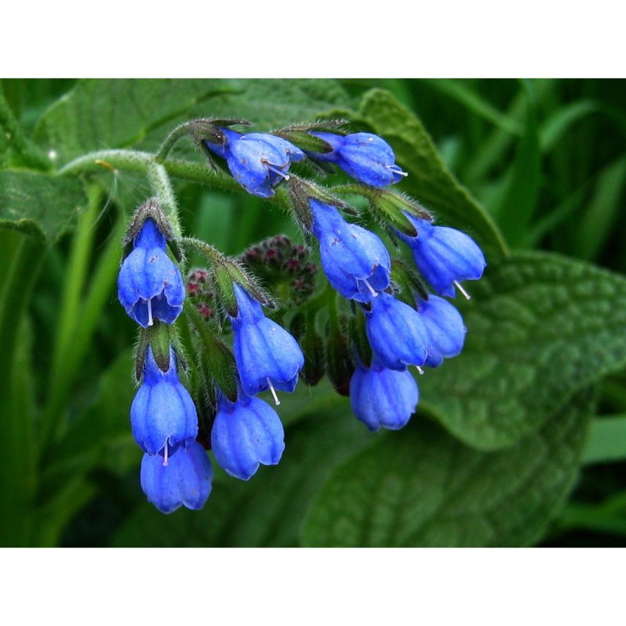 Окопник кавказский