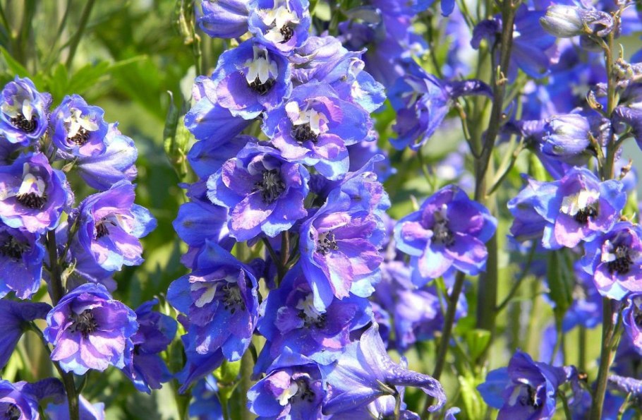 Дельфиниум блю берд