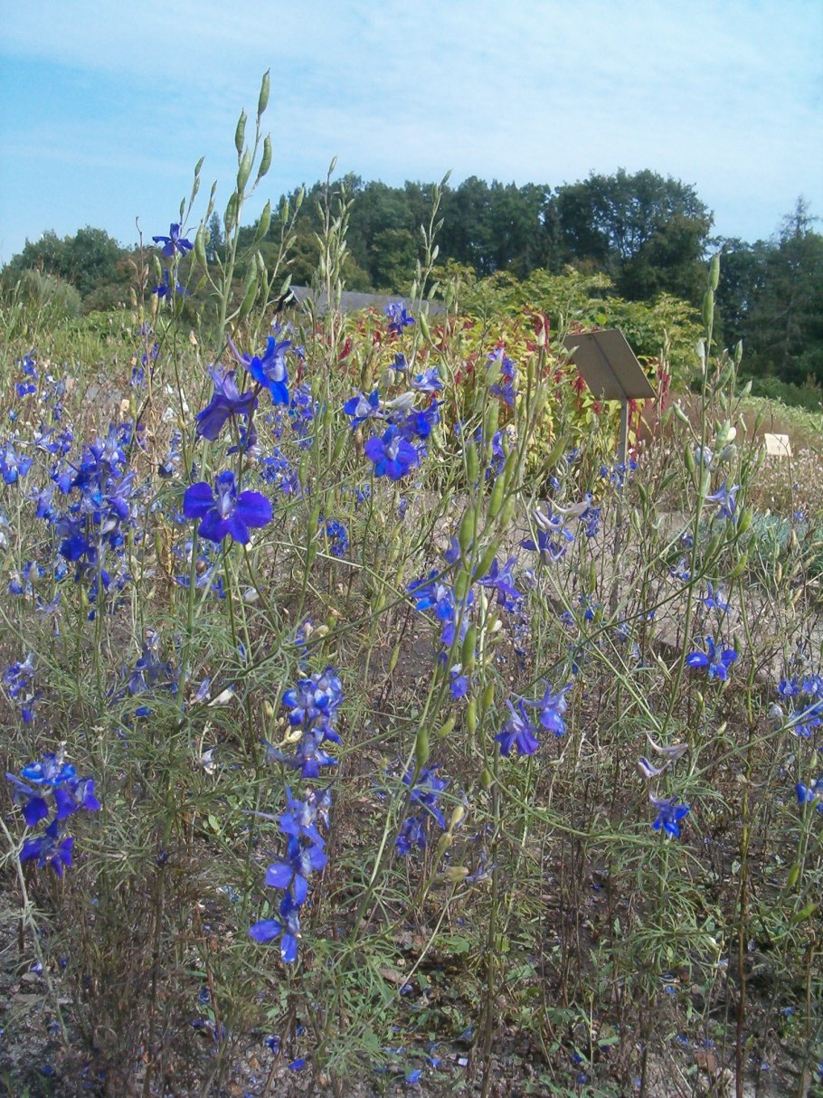 Живокость крупноцветковая delphinium grandiflorum