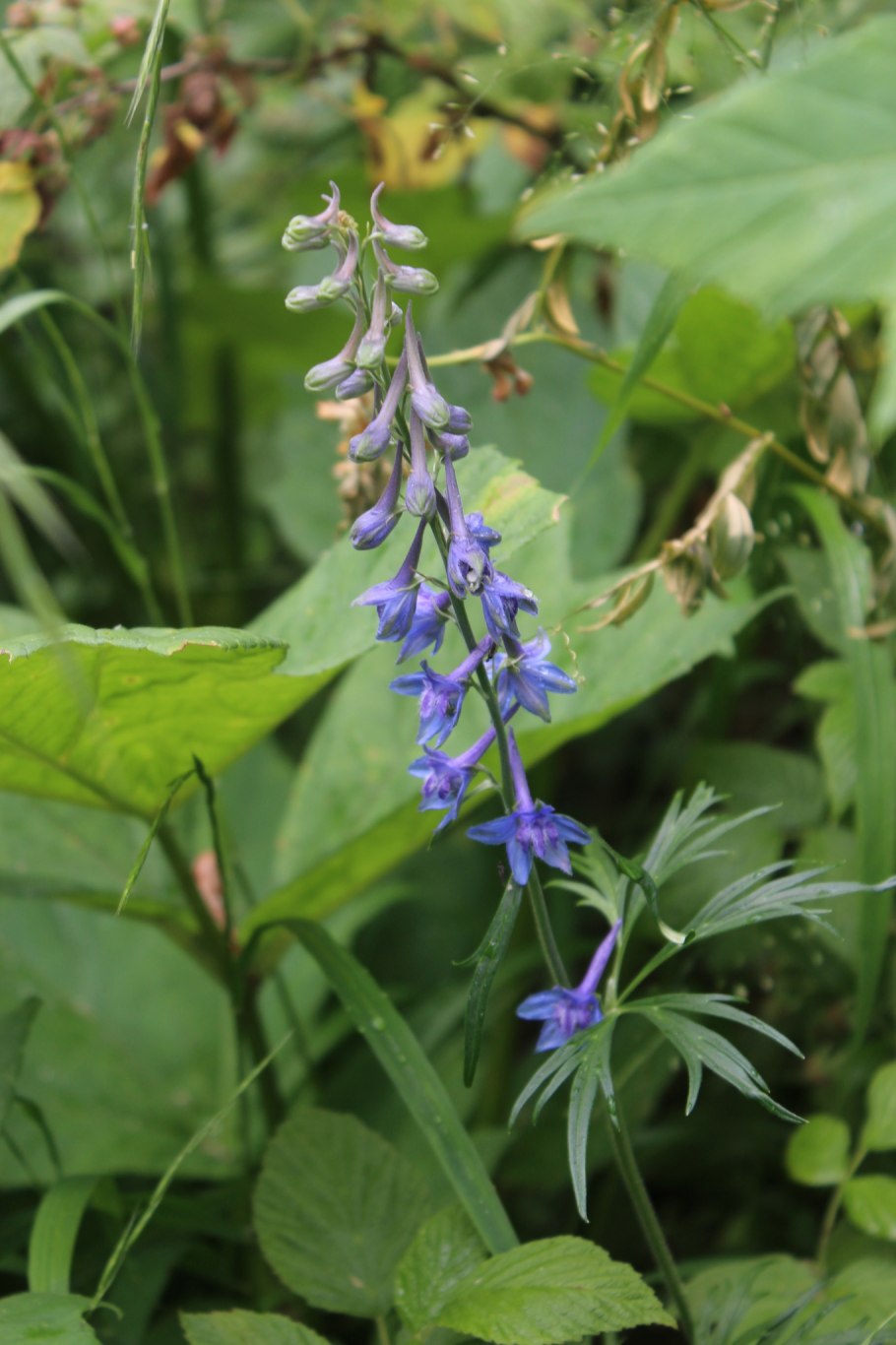 Дельфиниум живокость Полевая Ларкспур