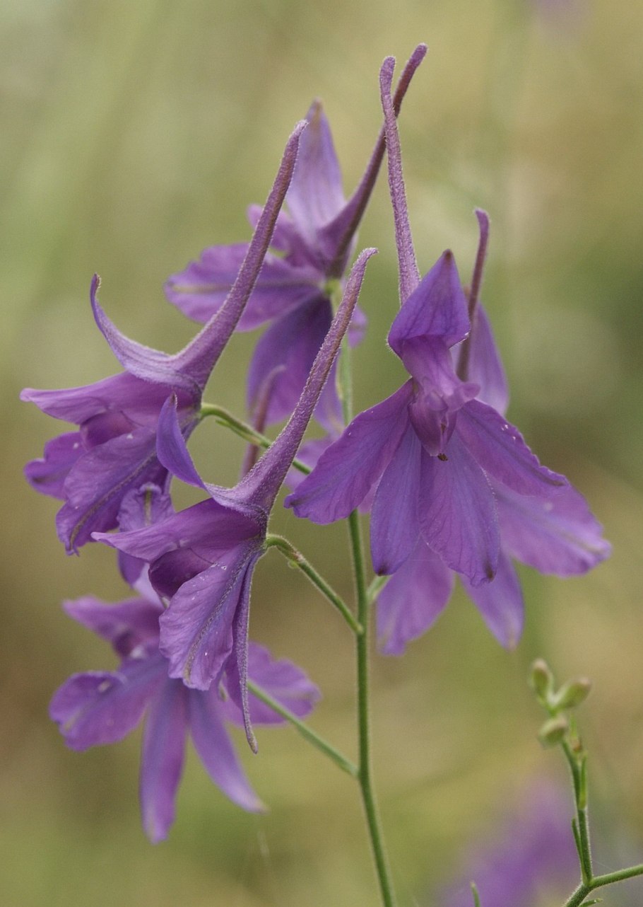 Delphinium consolida