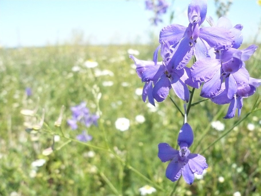 Живокость полевая