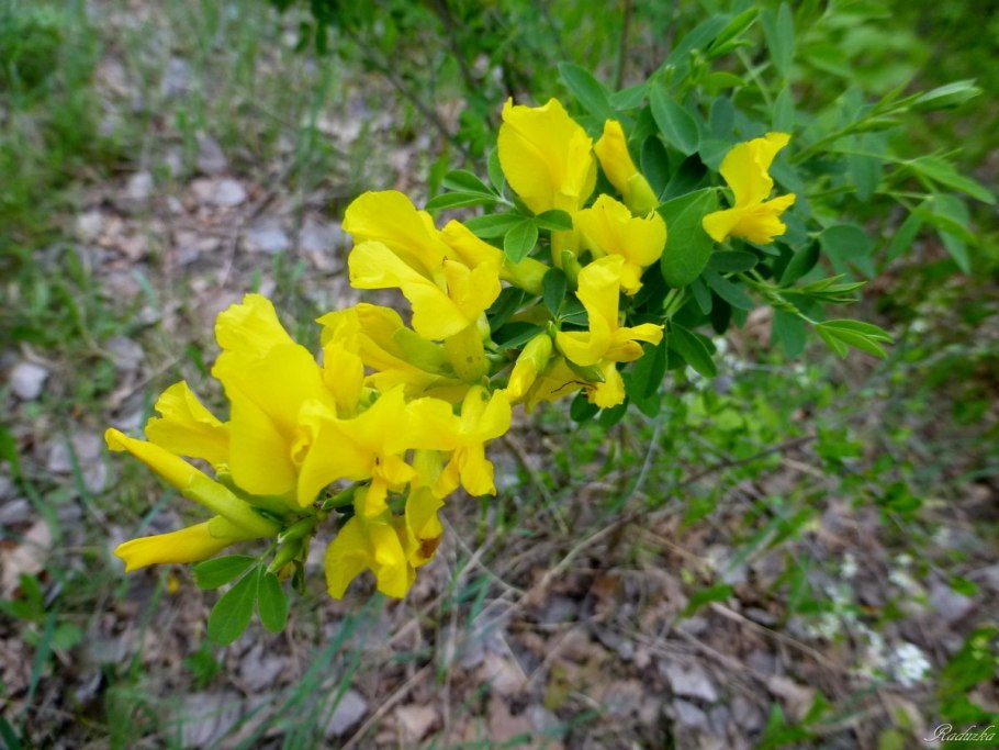 Ракитник стелющийся (Cytisus decumbens)