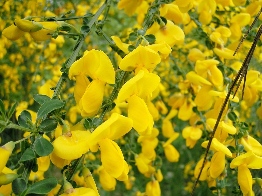 Cytisus scoparius