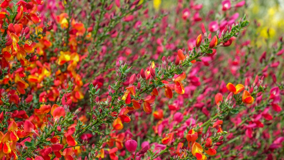 Дрок красильный