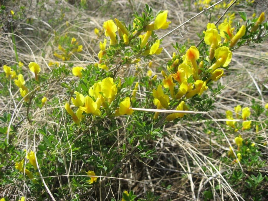 Ракитник австрийский