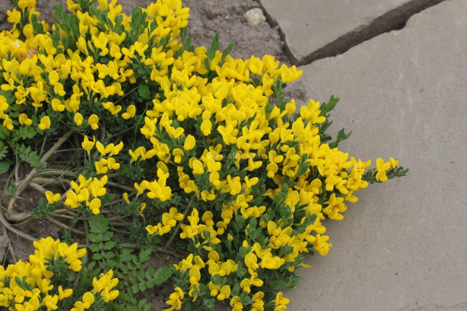 Ракитник желтый