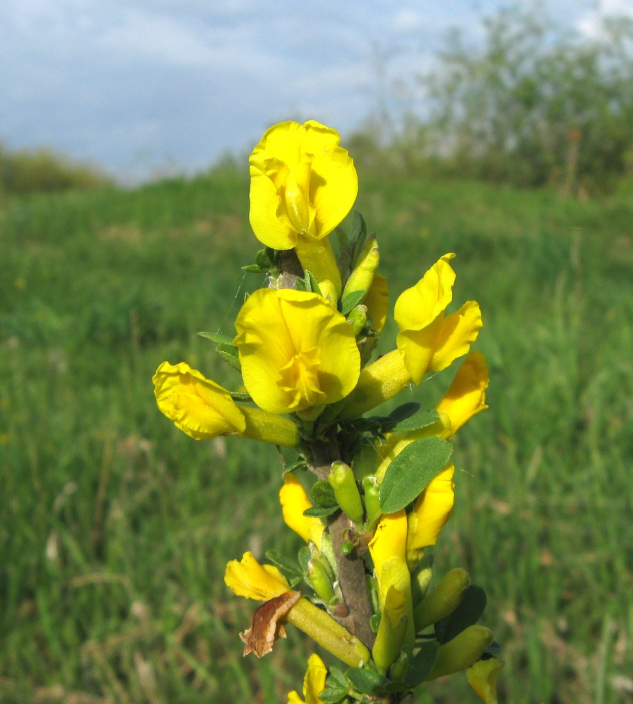 Ракитник Канарский