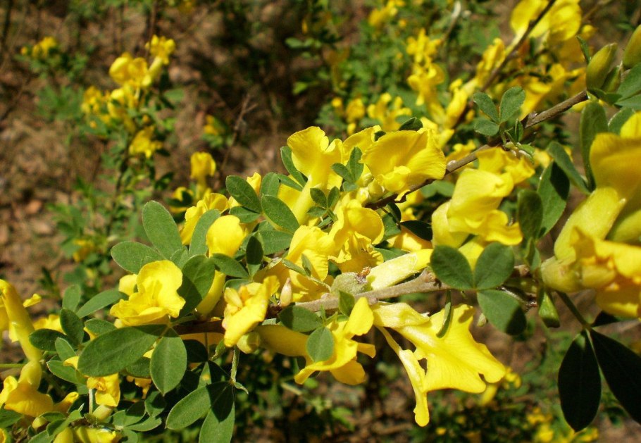 Карагана кустарник дереза