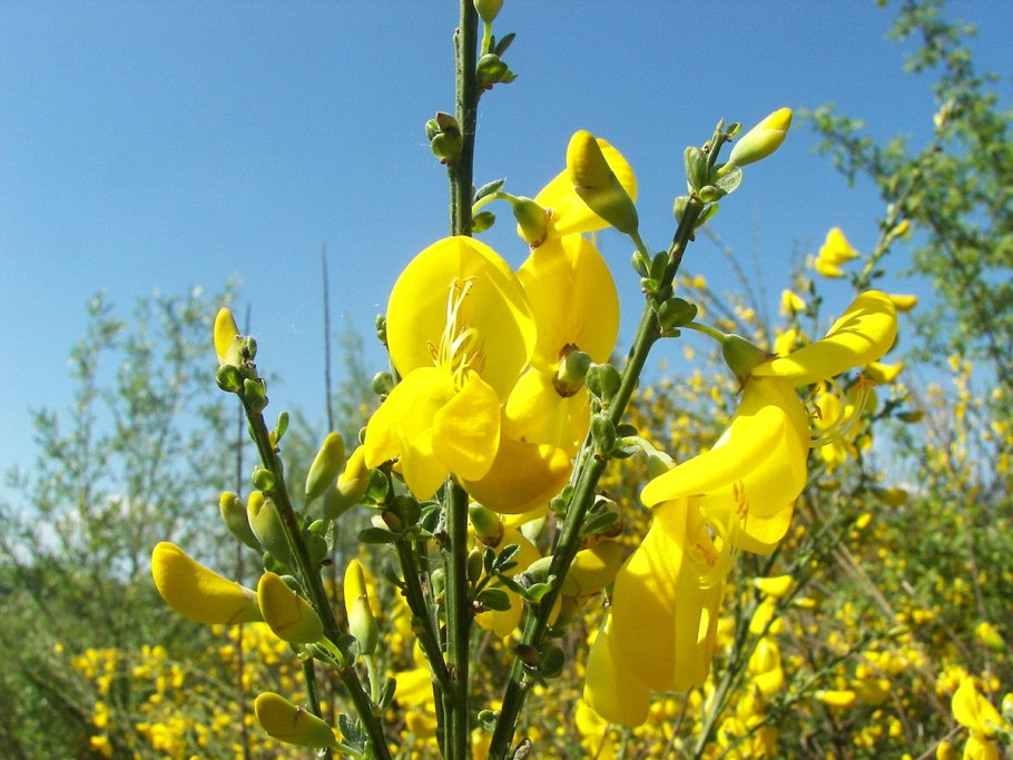 Common broom cytisus scoparius