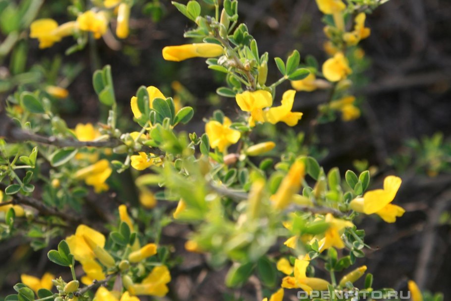 Ракитник опушённый