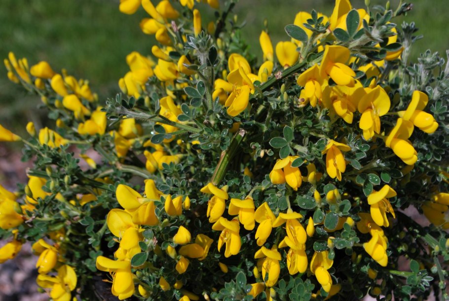 Cytisus scoparius
