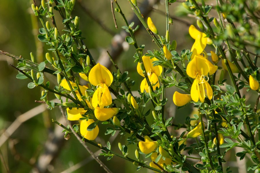 Cytisus hirsutus