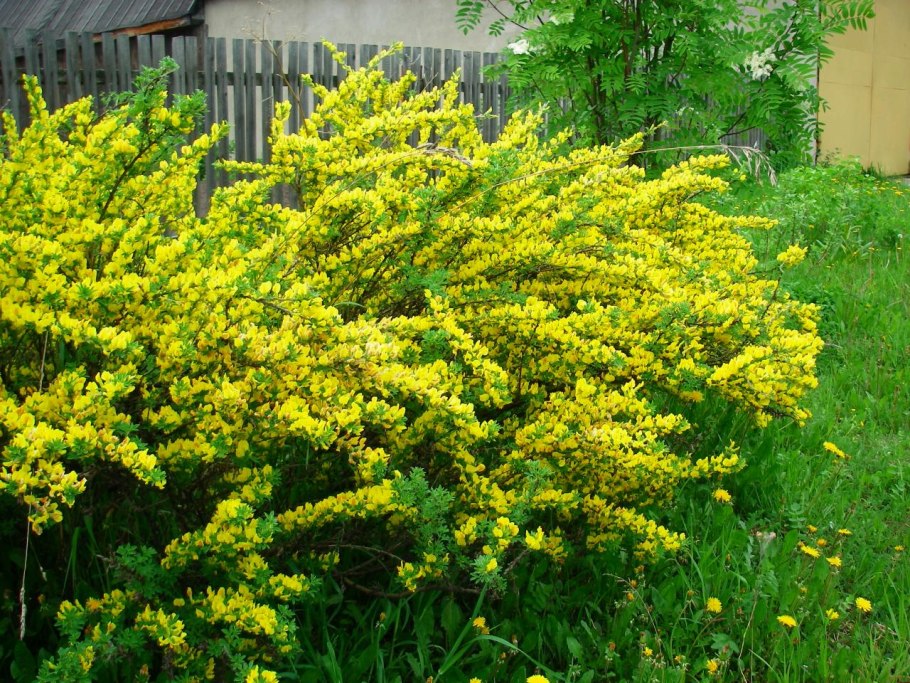 Ракитник дрок