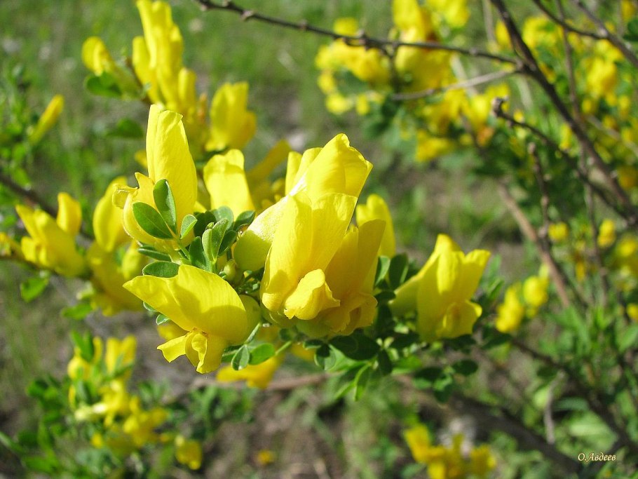 Ракитник скученный