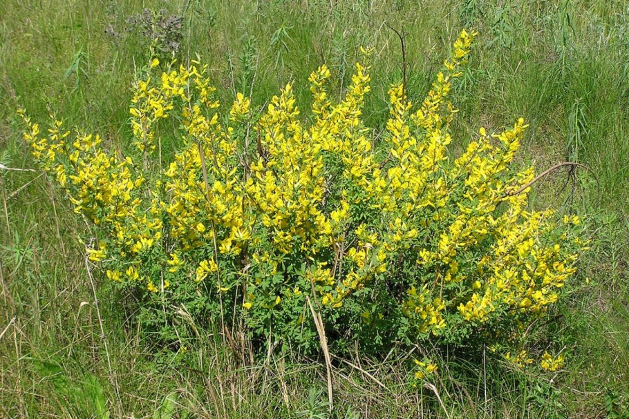 Ракитник опушённый